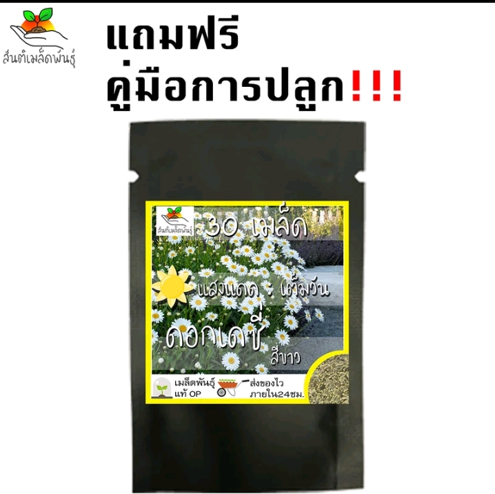 เมล็ดพันธุ์ชุดดอกไม้ปลูกง่ายโตไวดอกเดซี่สีขาว(รับ6000แต้ม)
