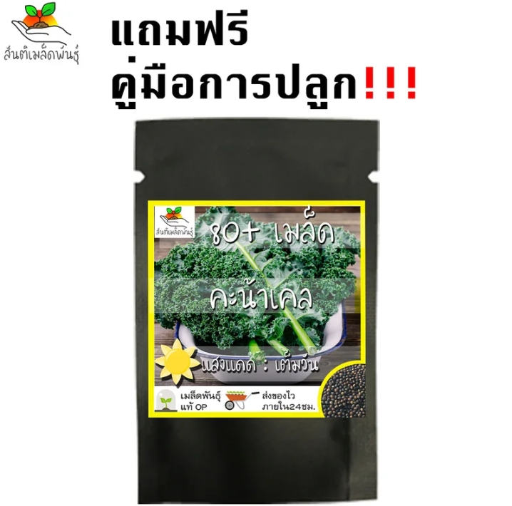 เมล็ดคะน้าเคลราชินีผัก80เมล็ด(รับ6000แต้ม)