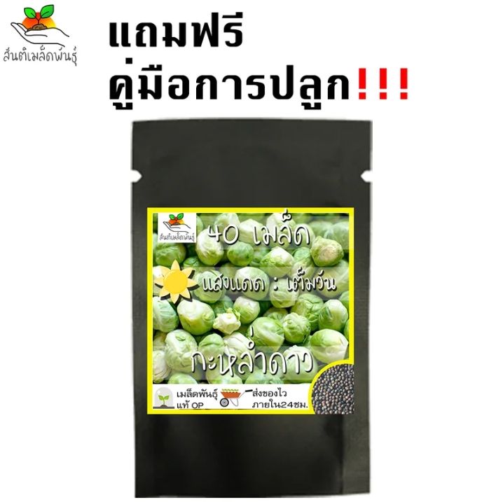 เมล็ดพันธุ์กะหล่ำดาว40เมล็ด(รับ6000แต้ม)