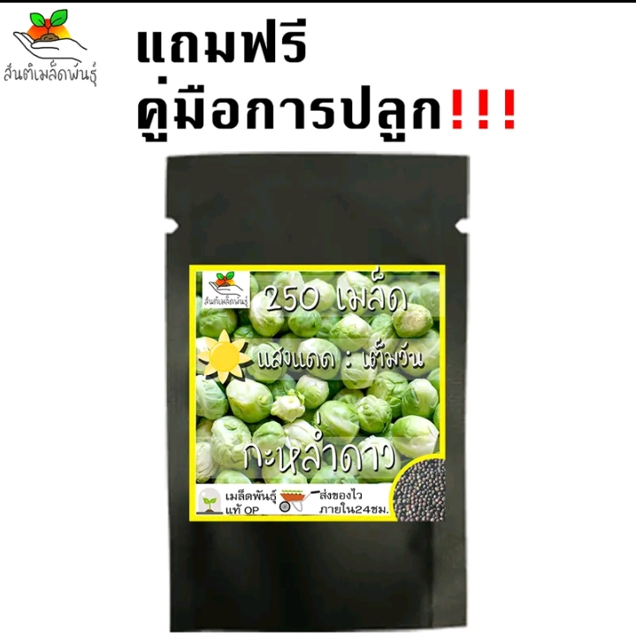 เมล็ดพันธุ์กะหล่ำดาว250เมล็ด(รับ6000แต้ม)