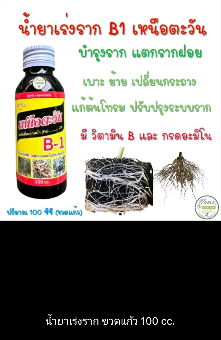 น้ำยาเร่งราก บี1 ตราเหนือตะวัน(รับ7200แต้ม)