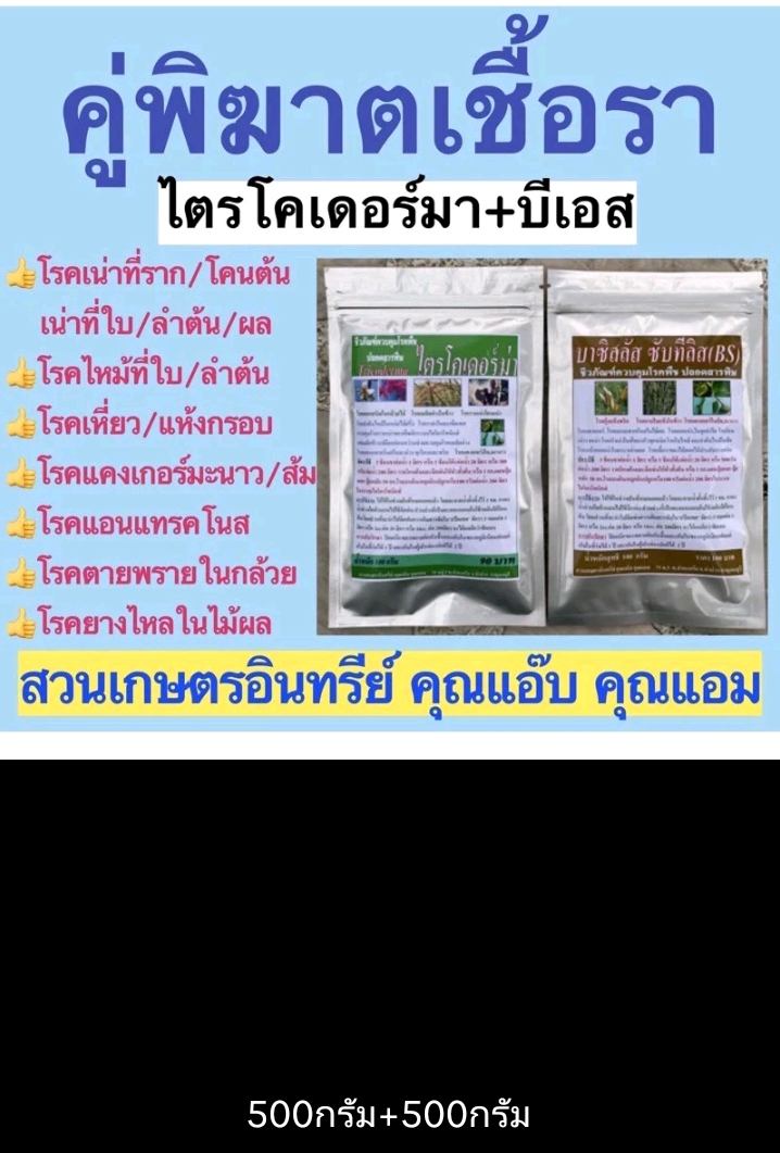 ไตรโคเดอร์ม่า -บีเอสสูตรเข้มข้นแพ็คคู่ 100-500 กรัม ป้องกันโรคเน่าโคนเน่าใบไหม้ ราสนิมแคงเกอร์ แอนด์แทรคโนส(รับ25750แต้ม)แต้ม)