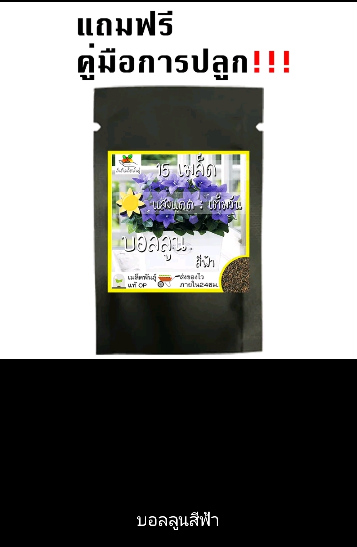 เมล็ดพันธุ์ดอกไม้ปลูกง่ายโตไว ดอกบอลลูนสีฟ้า(รับ6000แต้ม)