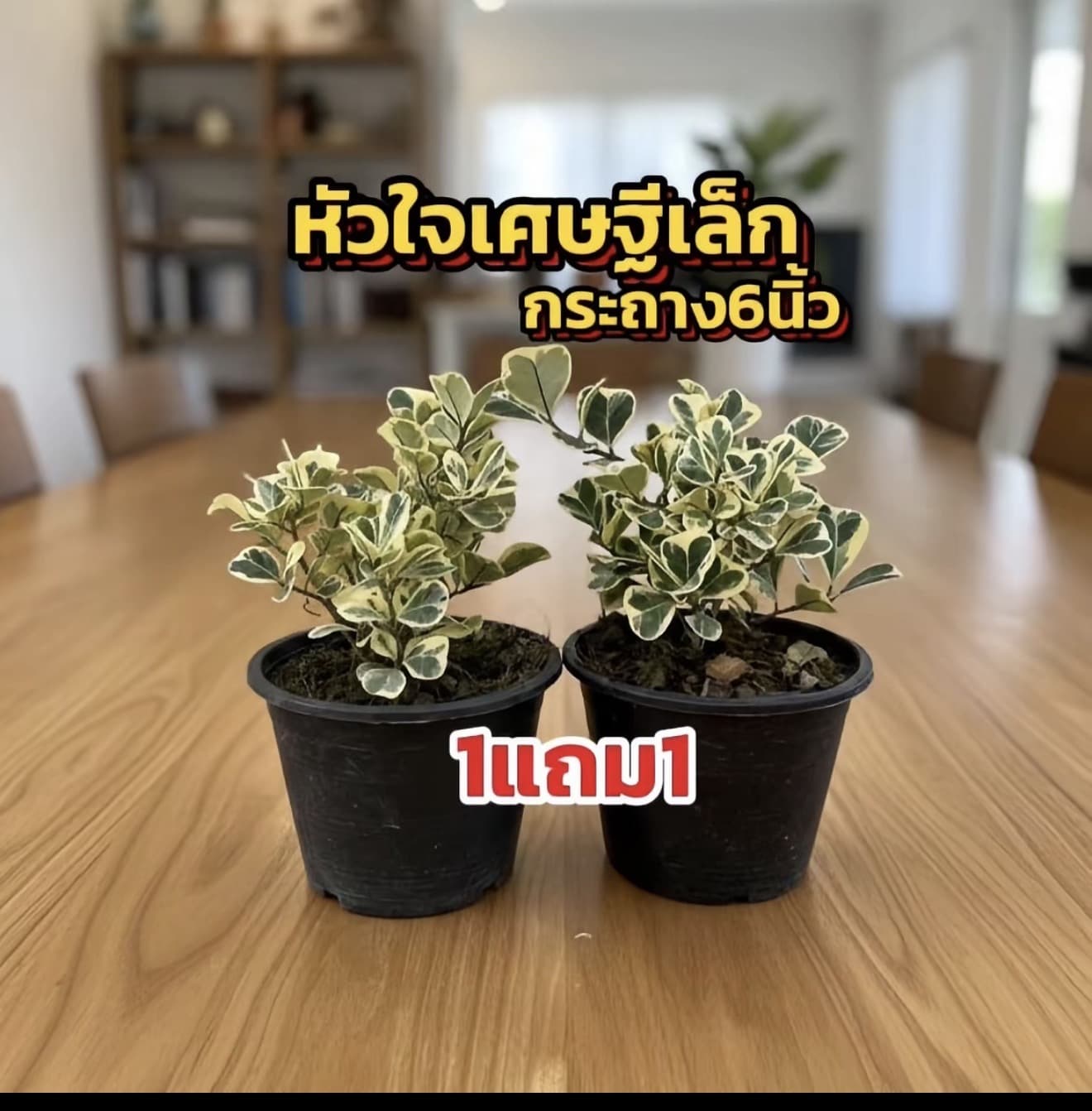 ต้นหัวใจเศษฐเล็กหรือสาริกาใบ ด่าง 1แถม 1 ขนาด25cm พร้อมกระถาง6นิ้ว คุ้มมาก (รับ 8,150 แต้ม)