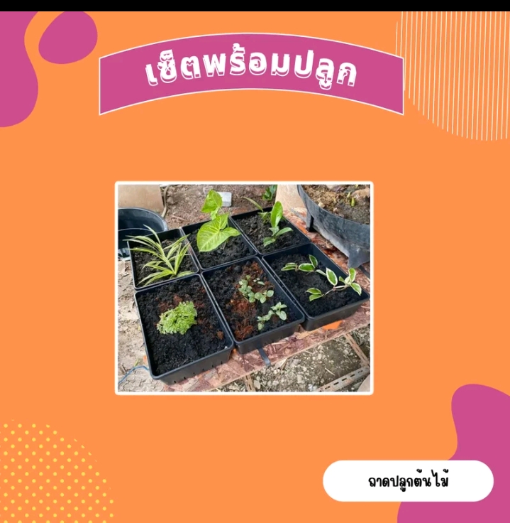 ถาดไดโซะ ถาดปลูกต้นไม้ กล่องอบต้นไม้เร่งรากอบรากเซตพร้อมปลูก ถาดไดโซะเซ็ทพร้อมปลูก(รับ10200แต้ม)