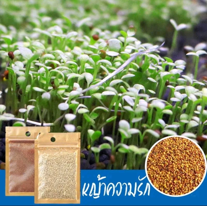 ไม้น้ำเมล็ดไม้น้ำเมล็ดพันธุ์ไม้น้ำ ต้นไม้ปลูกในน้ำถุงใหญ่5กรัม+3ซอง หญ้าความรัก(รับ7500แต้ม)