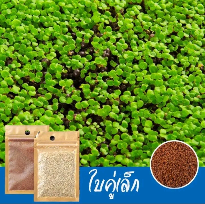 ไม้น้ำเมล็ดไม้น้ำเมล็ดพันธุ์ไม้น้ำ ต้นไม้ปลูกในน้ำถุงใหญ่5กรัม+3ซอง ใบคู่เล็ก (รับ7500แต้ม)