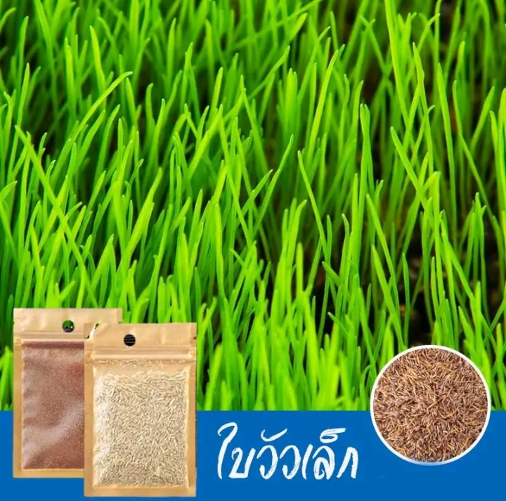 ไม้น้ำเมล็ดไม้น้ำเมล็ดพันธุ์ไม้น้ำ ต้นไม้ปลูกในน้ำถุงใหญ่5กรัม+3ซอง ใบวัวเล็ก (รับ7500แต้ม)